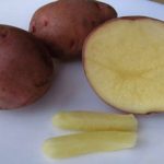 Лечение геморроя картофелем: особенности и методы применения