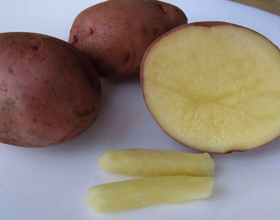 Лечение геморроя картофелем: особенности и методы применения